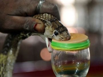 _113923152_68ec8788-81af-4e7b-be53-2ae6fcdf91a0