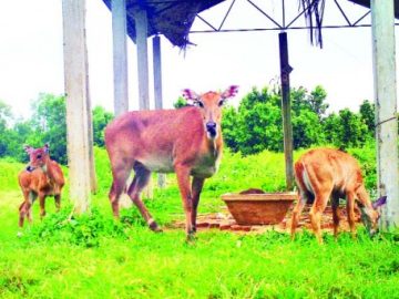 বাংলাদেশে প্রাকৃতিক পরিবেশে জন্ম নিল দুটি নীলগাই শাবক