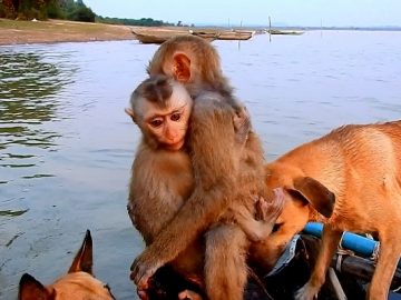 manki.00_04_37_05.Still022