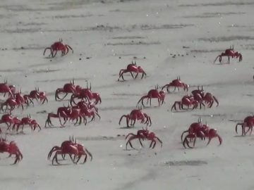 risingbd1-2206220539