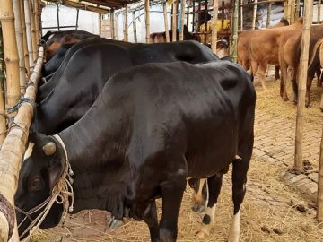 090cattle-market-20220703180050