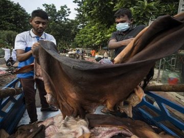 eid-ul-adha-rawhide-paulash_4