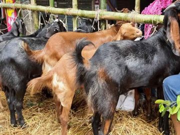 haat-bg-20220706122300