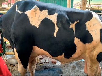 meherpur-20220706161219