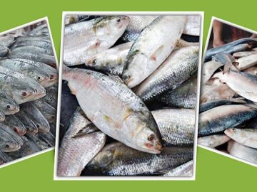 ইলিশ-মাছ