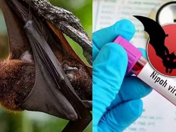 nipah viras