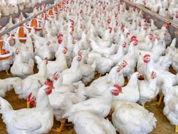 ব্রয়লার মুরগি