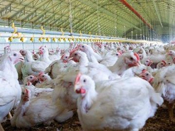 সাদাকালো নিউজ (25)