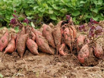 সাদাকালো নিউজ (32)