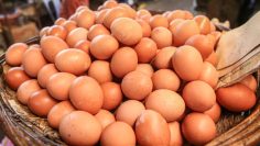 egg