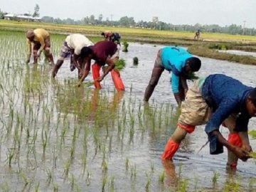 রোপণে-ব্যস্ত-