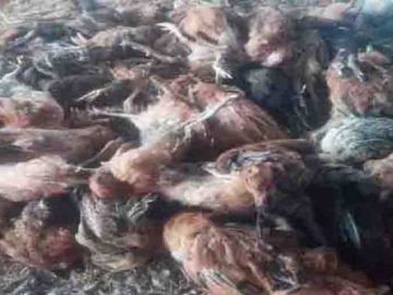 মুরগি ছিল ১০ হাজার,