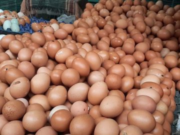 ৪ কোটি পিস ডিম